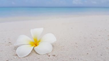 Kumun üzerindeki Plumeria çiçeği. Endonezya, Bali 'ye Seyahat.