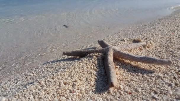 Stella Del Mare Sulla Spiaggia Paesaggio Della Giamaica Caraibi — Video Stock