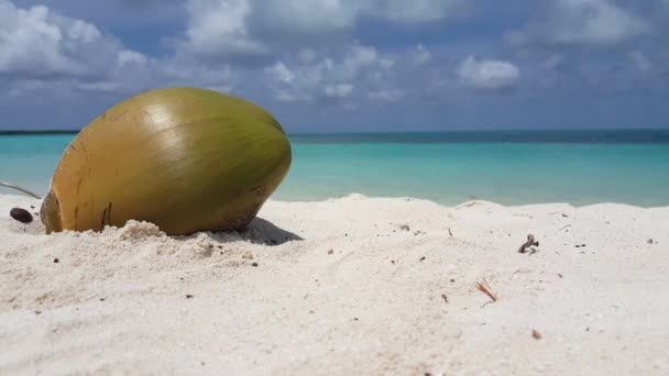 Kokosnoot Aan Kust Exotisch Karakter Van Dominicaanse Republiek Caribisch Gebied — Stockvideo