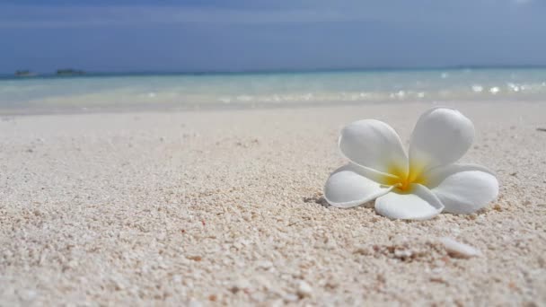 Tenero Fiore Plumeria Sulla Spiaggia Con Spazio Copia Paesaggio Estivo — Video Stock