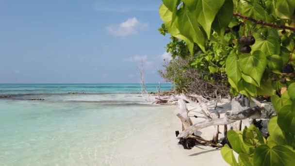 Saftig Grüne Bäume Der Tropischen Küste Sommerreise Nach Australien — Stockvideo