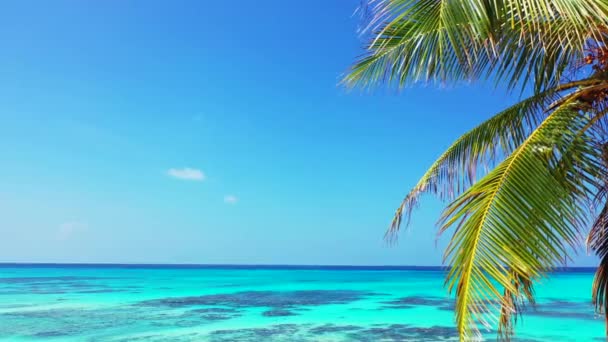 Élénk Látvány Zöld Tenyérrel Nyári Paradicsom Dominikai Köztársaságban Karib Térség — Stock videók