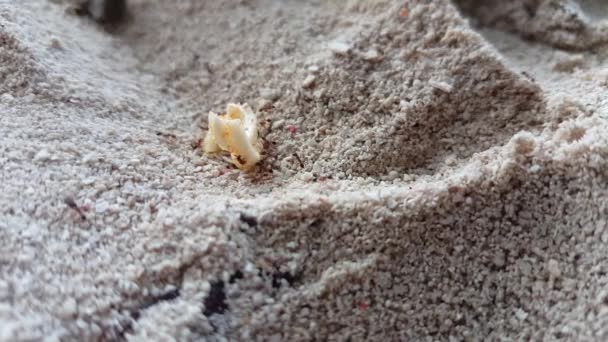Piccole Formiche Che Raccolgono Cibo Sulla Spiaggia Relax Estivo Bora — Video Stock