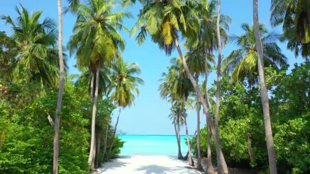 Zielona Alejka Palmowa Turkusowym Morzem Wakacje Jamajce Karaiby — Wideo stockowe