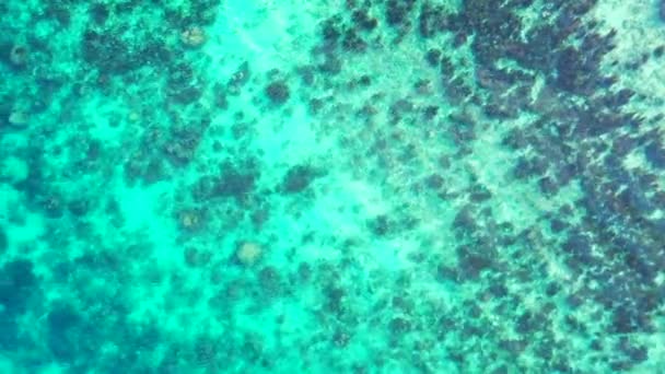 Rochers Algues Fond Mer Nature Idyllique Bali Indonésie — Video
