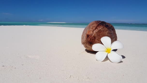 Moden Kokosnøttfrukt Med Frangipani Blomst Stranden Sommerreiser Til Bali Indonesia – stockvideo