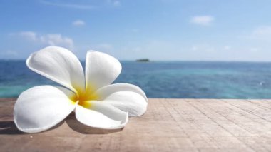 Deniz kenarındaki Plumeria çiçeği. Endonezya 'nın Idyllic doğası.