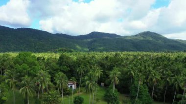 Yeşil ağaçlarla kaplı dağlar. Bali, Endonezya 'da egzotik tatil.