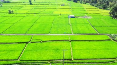 Yeşil alanlar ve yemyeşil alanlar. Tayland, Asya 'da tatil sahnesi. 
