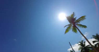 Tropik adada yemyeşil ağaçlar. Koh Samui huzurlu sahne, Tayland.