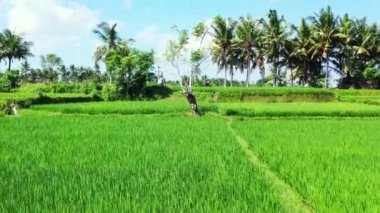 Cultivated green fields viewed from drone. Enjoying nature of Bali, Indonesia. 