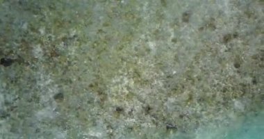 Doğal dalgalı okyanus arka planı. Hawaii, ABD 'nin egzotik manzarası.