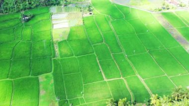 Tropik adadaki yeşil alanlar ve ağaçlar. Güney Asya, Maldivler 'de egzotik tatil.