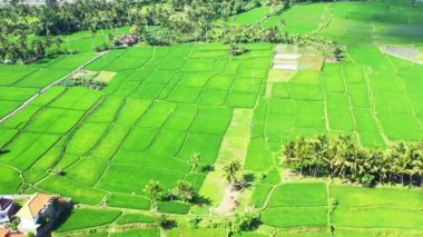 Yeşil alanlar yukarıdan görünüyor. Bali, Endonezya 'da egzotik tatil.