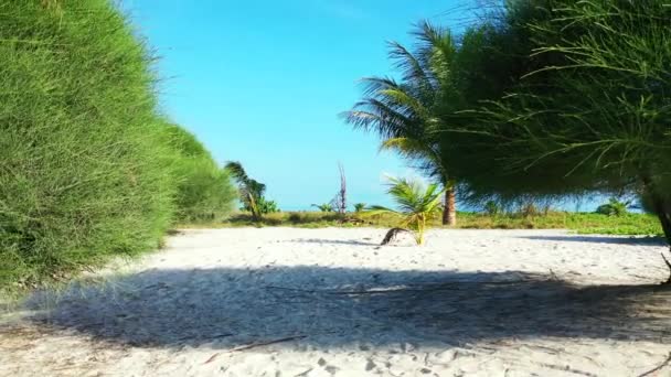 Isola Tropicale Con Palme Verdi Lussureggianti Concetto Vacanza Estiva Koh — Video Stock
