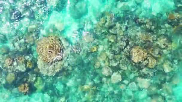 Kleine Felsen Und Algen Auf Dem Grund Des Türkisfarbenen Meeres — Stockvideo