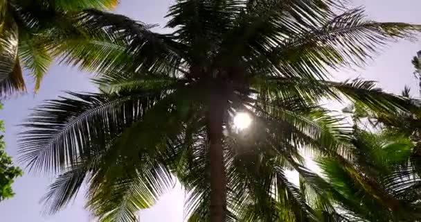 Vue du bas des paumes. Voyage à Hawaï, États-Unis. 