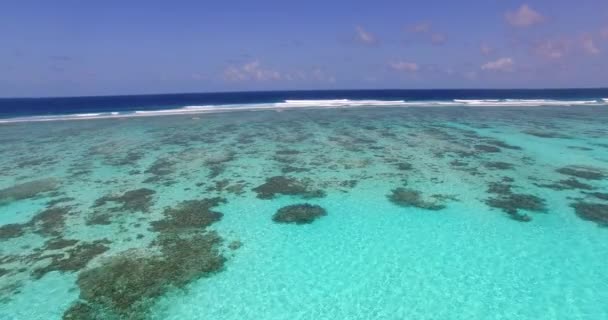 Turquoise Aguas Poco Profundas Con Algas Fondo Escena Natural Jamaica — Vídeo de stock
