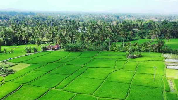 Une Riche Verdure Sur Île Paradis Tropical Bora Bora Polynésie — Video