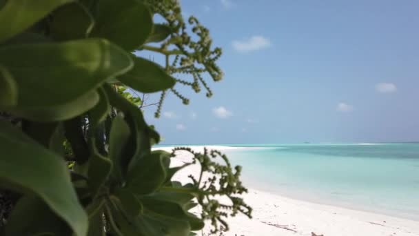 Ein Blick Durch Bäume Verzweigt Sich Auf Das Meer Tropenreise — Stockvideo