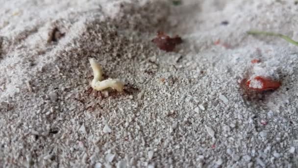 Formiche Sconfiggere Verme Sulla Spiaggia Sabbia — Video Stock