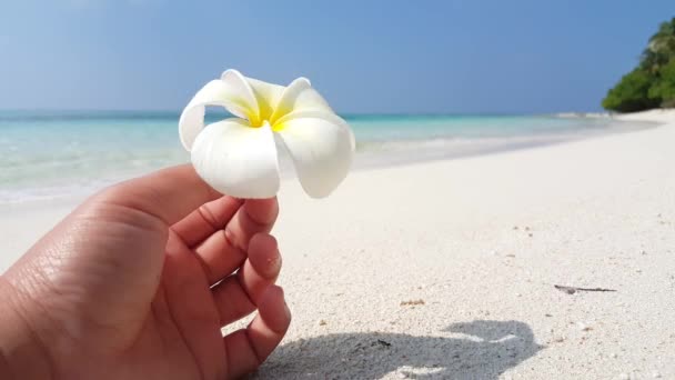 Pessoa Segurando Flor Plumeria Praia Paisagem Das Seychelles África Oriental — Vídeo de Stock