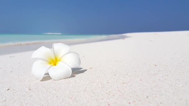 Plumeria Blume Strand Tropischer Urlaub Auf Den Bahamas Karibik — Stockvideo