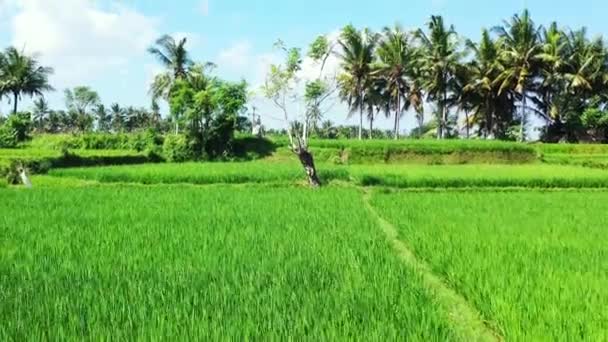 从无人机上看到的绿色耕地 享受印度尼西亚巴厘的自然美景 — 图库视频影像