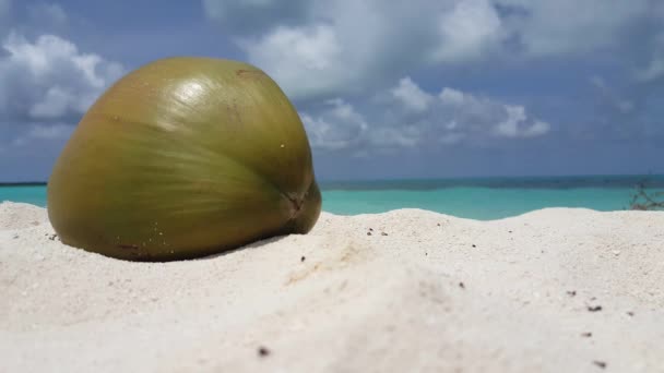 Reife Kokosnuss Ufer Bahamas Idyllische Szenerie Karibik — Stockvideo