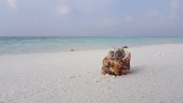 海滩上的小螃蟹在印度尼西亚巴厘的热带假期 — 图库视频影像