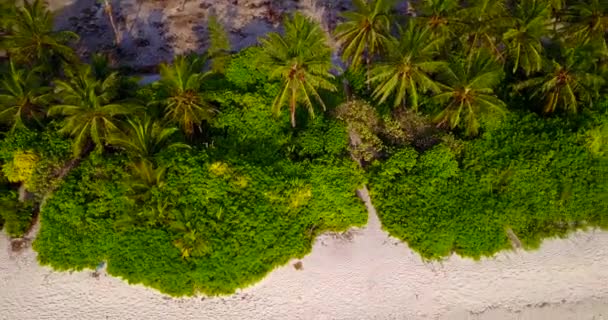 Пышная Зелень Тропическом Острове Тропическая Природа Бали — стоковое видео