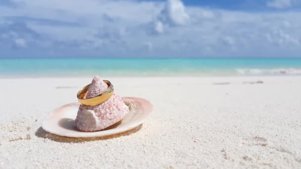 Muscheln Mit Ehering Strand Tropischer Urlaub Auf Den Bahamas Karibik — Stockvideo