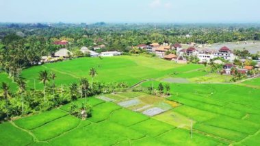 Tarlaları ekili yeşil adanın en üst manzarası. Dominik Cumhuriyeti, Karayipler 'de egzotik tatil. 