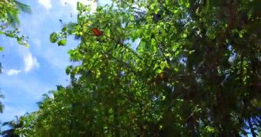 Sahildeki uzun yeşil ağaçlara bakıyorum. Endonezya, Bali 'de yaz tatili.  