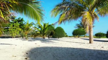 Ağaçlı kıyı şeridi. Dominik Cumhuriyeti, Karayipler 'de yaz tropik sahneleri.  