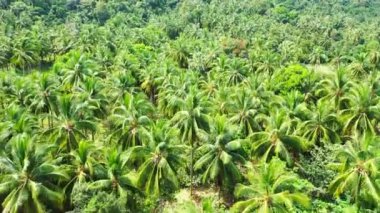 Uzun yeşil palmiyelerin üzerinde uçuyor. Barbados, Karayiplere Seyahat.