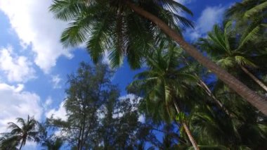 Adadaki yeşil palmiyelerin alt görüntüsü. Endonezya, Bali 'nin egzotik doğa manzarası.