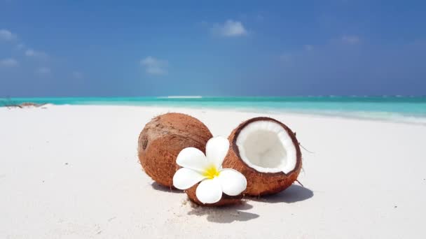 Noix Coco Mûres Avec Fleur Plumeria Sur Plage Scène Naturelle — Video