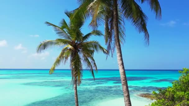 Palmiers Verts Sur Plage Turquoise Voyage Hawaï États Unis — Video