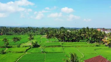 Yeşil tarlaların ve ağaçların insansız hava aracı görüntüsü. Endonezya 'ya seyahat.