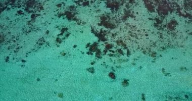 Dalgalanan deniz suyunun doğal arka planı. Barbados, Karayipler 'e tropik gezi. 