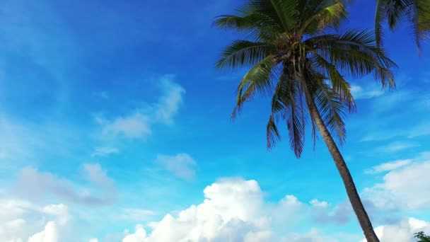白い雲と青い空の背景にヤシの木 カリブ海のバルバドスへの旅行 — ストック動画