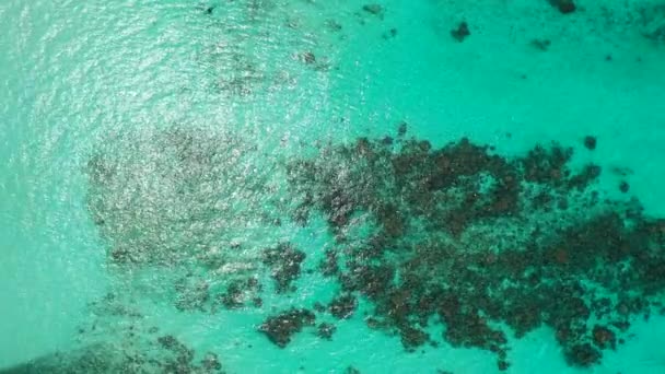 Pequeñas Rocas Algas Fondo Del Mar Turquesa Exótica Escena Natural — Vídeo de stock