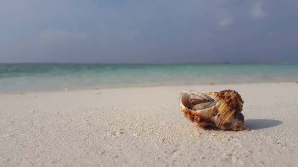 Liten Krabba Skalet Stranden Landskap Australien Oceanien — Stockvideo