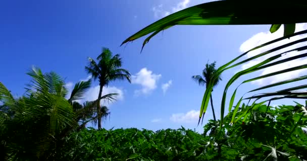 Πράσινες Παλάμες Στην Παραλία Του Νησιού Εξωτικό Καλοκαιρινό Ταξίδι Στο — Αρχείο Βίντεο