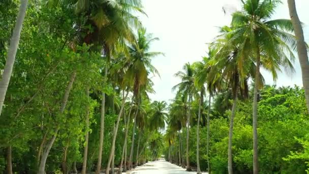 Vicolo Delle Palme Sull Isola Magnifica Natura Della Malesia Asia — Video Stock