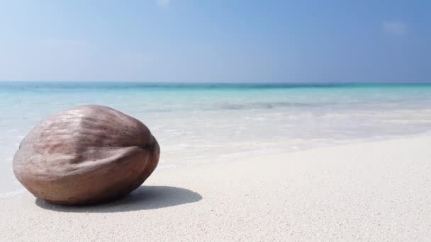 해변에서 코코넛을 의경치적 — 비디오