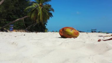 Kıyıdaki olgun hindistan cevizinin yakın görüntüsü. Barbados, Karayipler 'e tropik gezi.  