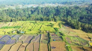Ubud, Bali, Endonezya 'daki pirinç tarlalarının hava görüntüsü