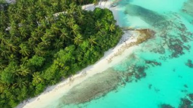 Kıyı manzarası gür palmiyelerle dolu. Barbados, Karayipler 'in tropik cenneti. 